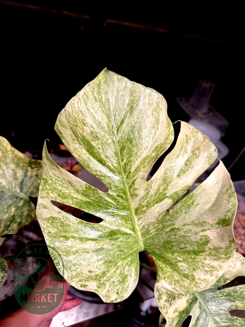 Monstera Deliciosa Legacy