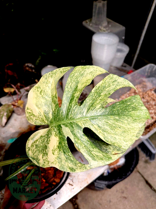 Monstera Deliciosa Legacy