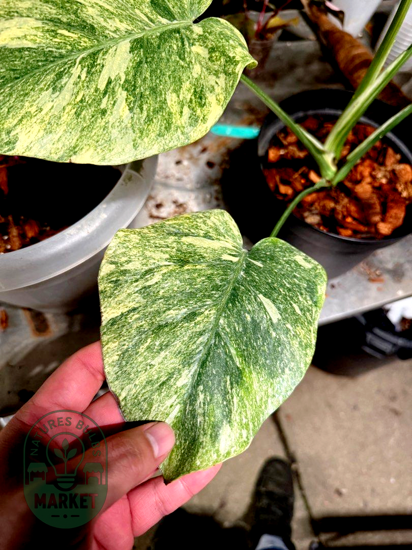 Monstera Deliciosa Legacy