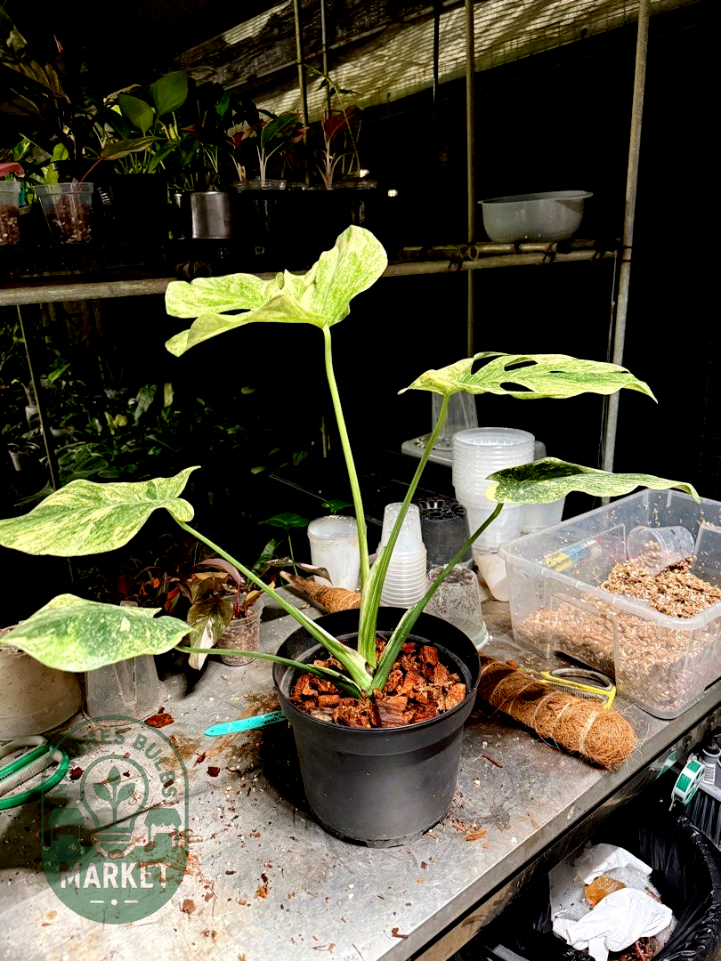 Monstera Deliciosa Legacy
