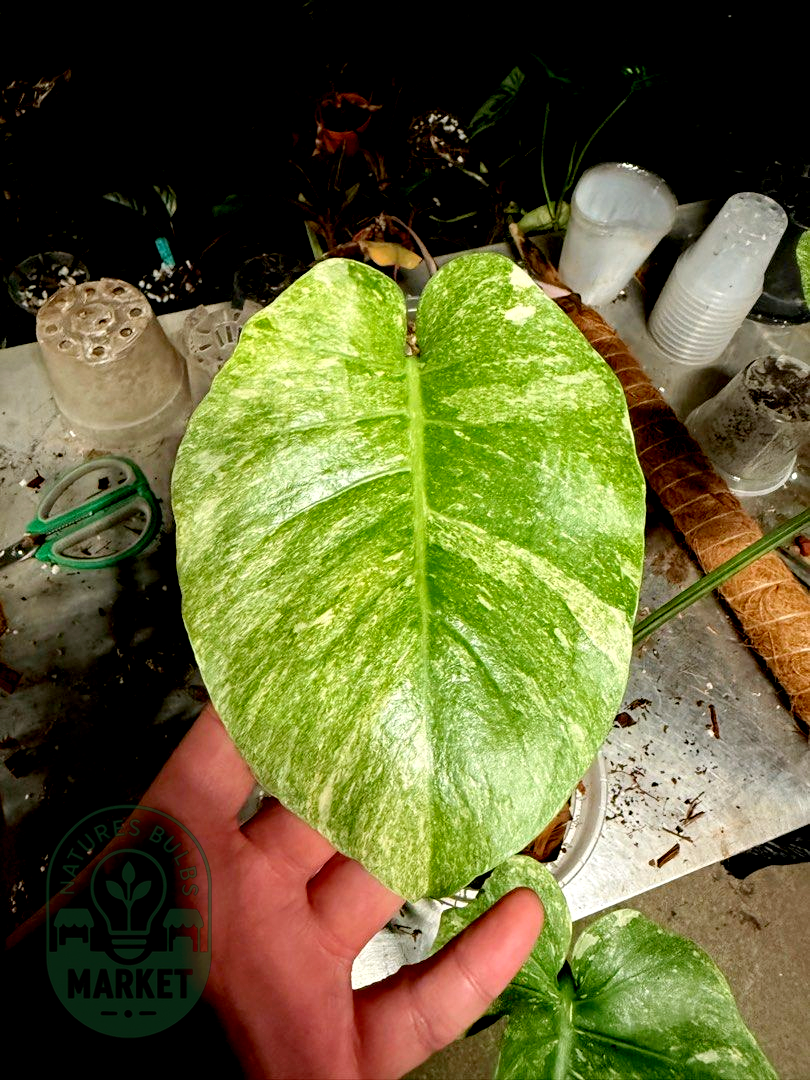 Monstera Deliciosa Platinum Mutated