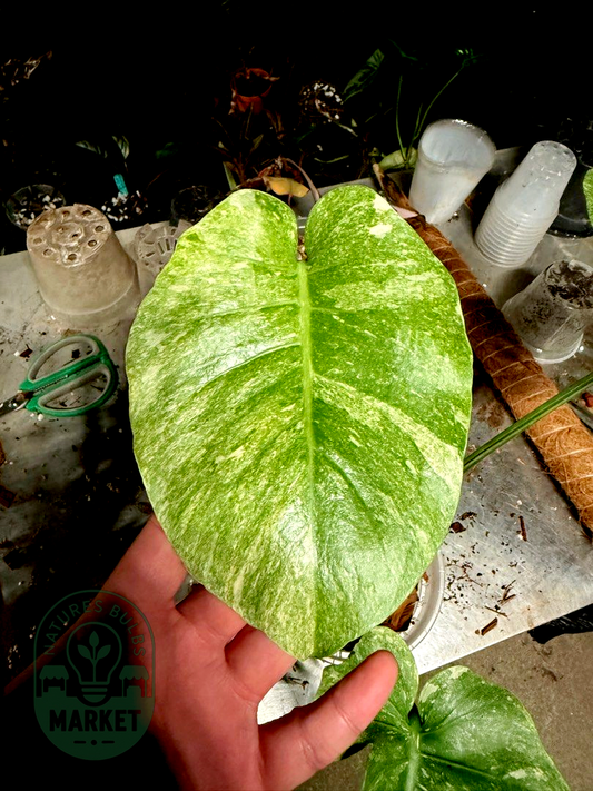 Monstera Deliciosa Platinum Mutated
