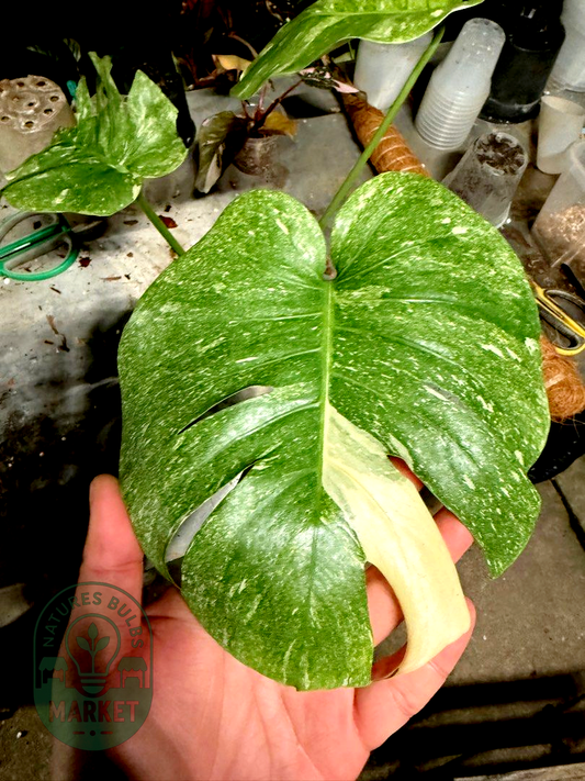 Monstera Deliciosa Platinum Mutated