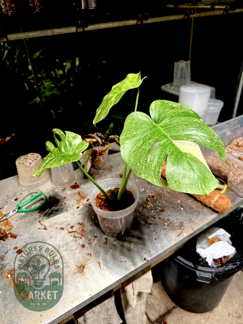 Monstera Deliciosa Platinum Mutated