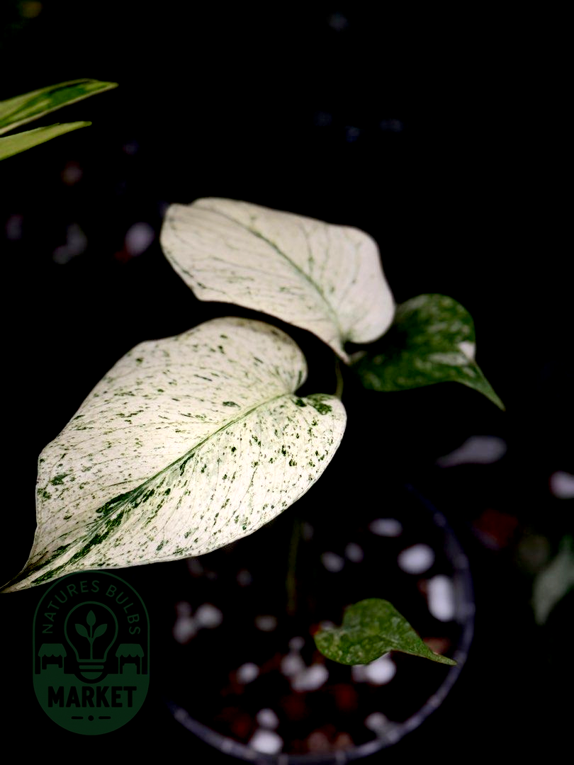 Monstera Deliciosa Special White Monster Select - Premium Albo ...