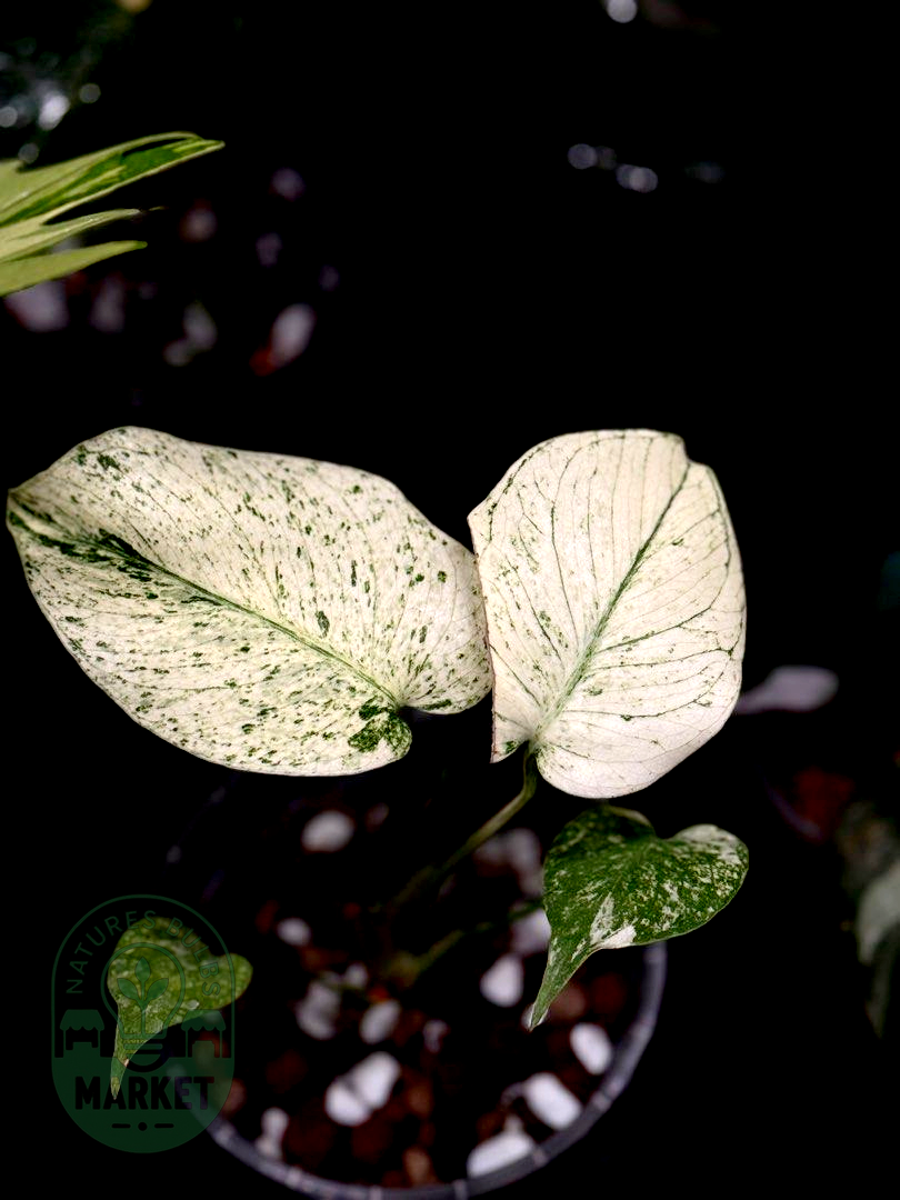 Monstera Deliciosa Special White Monster Select