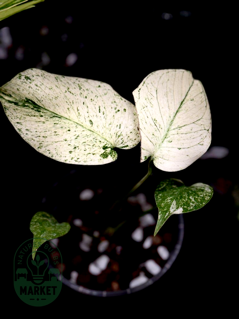 Monstera Deliciosa Special White Monster Select