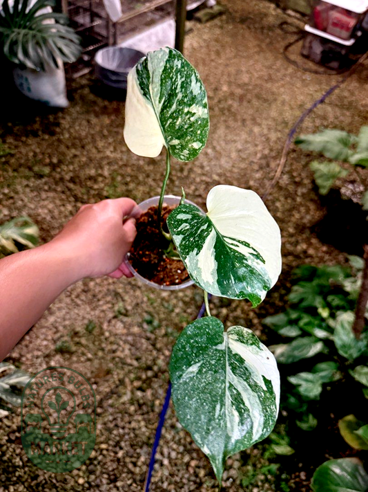 Monstera Deliciosa Thai Constellation