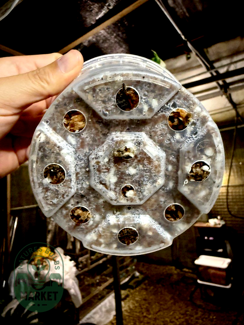 Monstera Deliciosa Thai Constellation