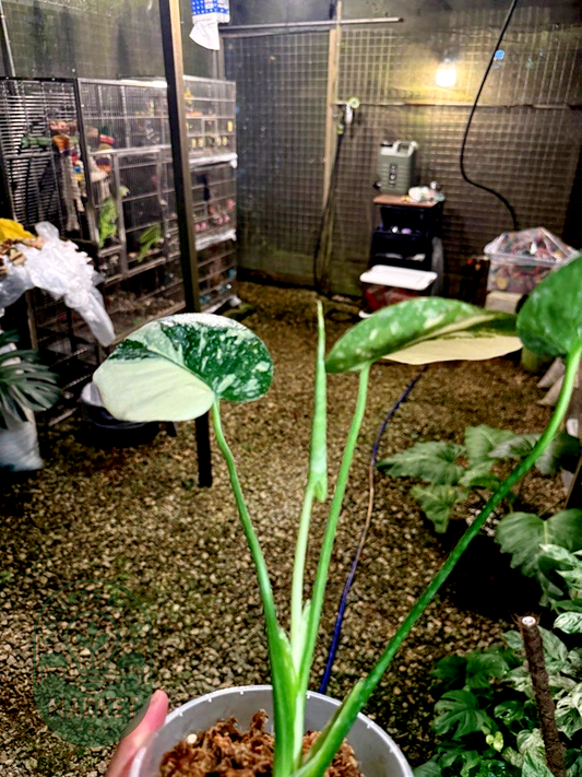 Monstera Deliciosa Thai Constellation