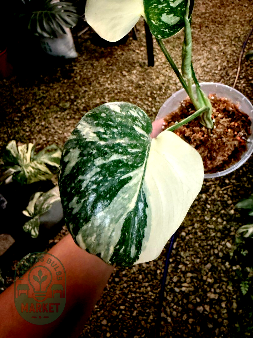 Monstera Deliciosa Thai Constellation