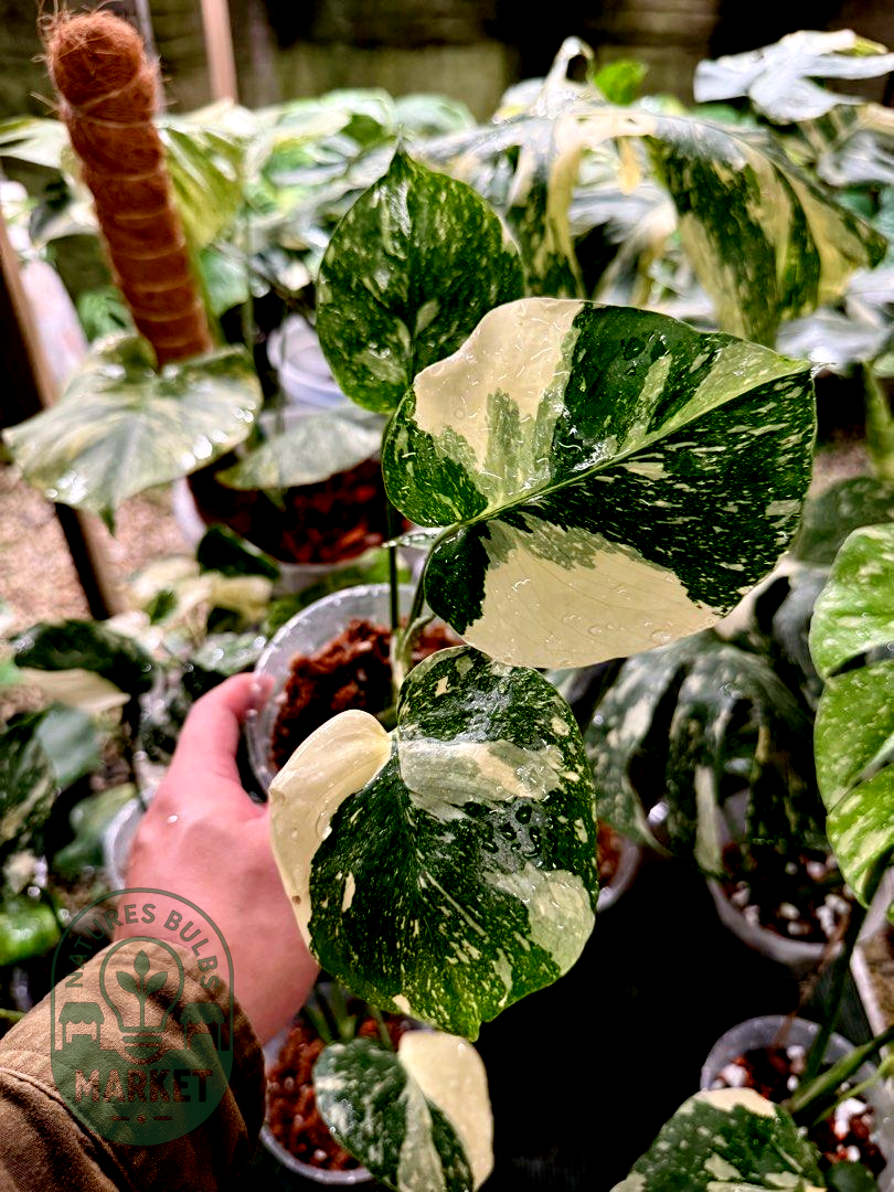 Monstera Thai Constellation Premium Select High Variegation