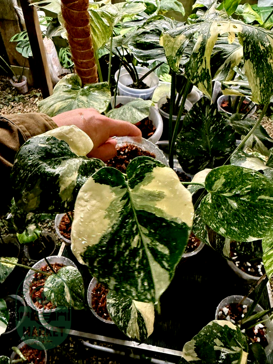 Monstera Thai Constellation Premium Select High Variegation