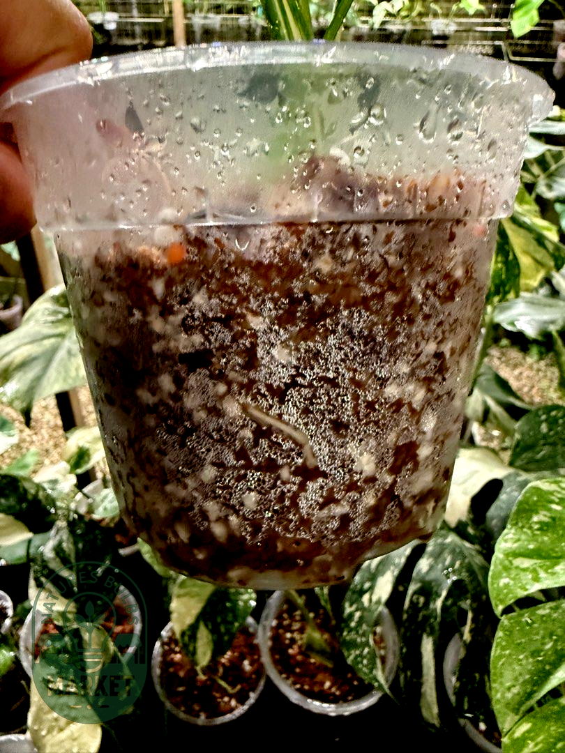 Monstera Thai Constellation Premium Select High Variegation