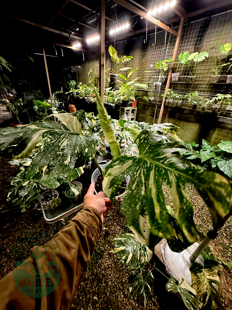 Monstera Thai Constellation Premium Select High Variegation