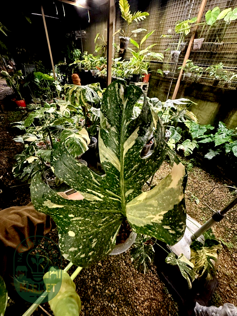 Monstera Thai Constellation Premium Select High Variegation
