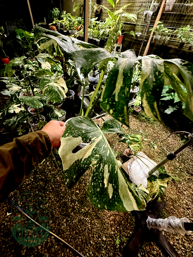 Monstera Thai Constellation Premium Select High Variegation