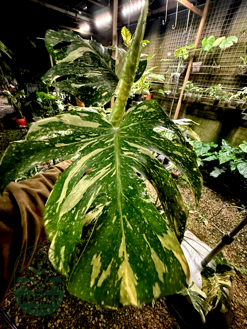 Monstera Thai Constellation Premium Select High Variegation