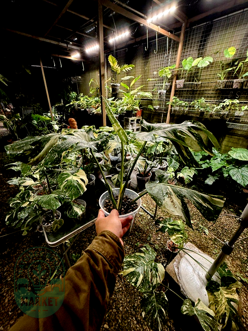 Monstera Thai Constellation Premium Select High Variegation