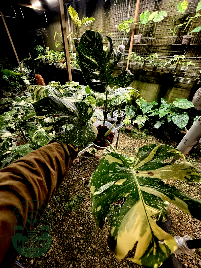 Monstera Deliciosa Thai Constellation