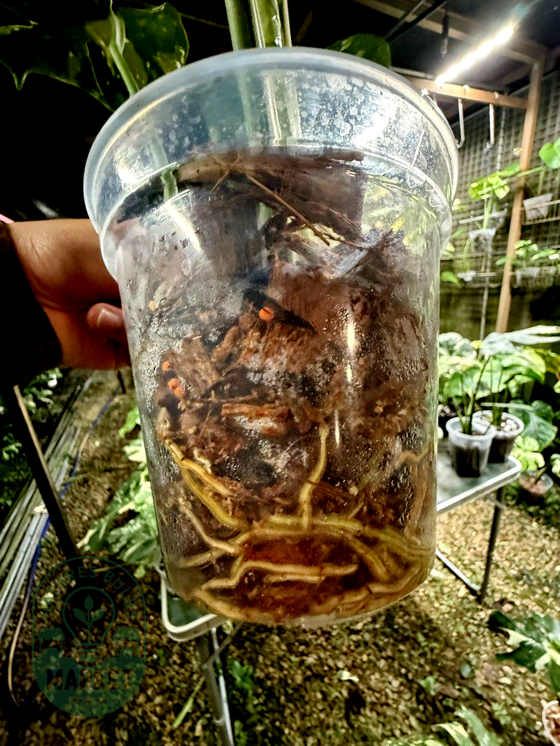 Monstera Deliciosa Thai Constellation