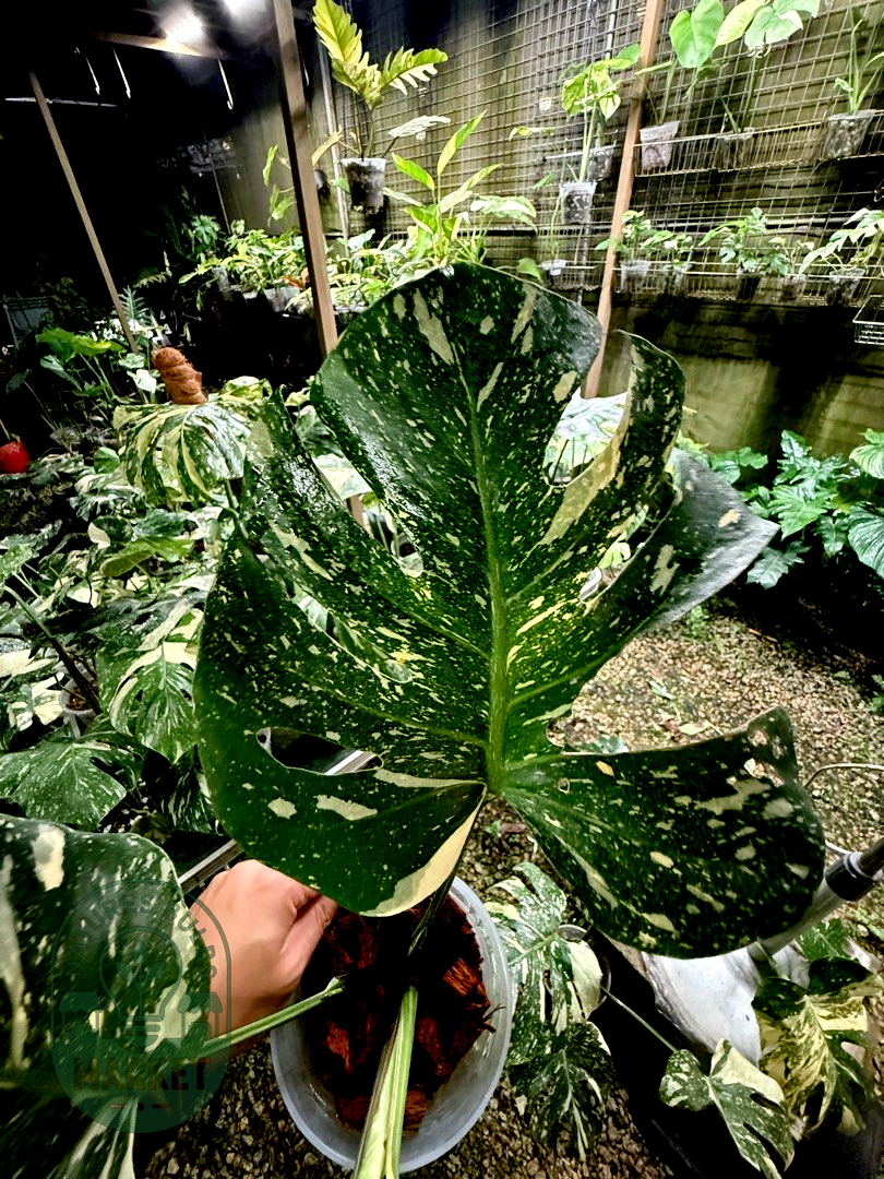 Monstera Deliciosa Thai Constellation