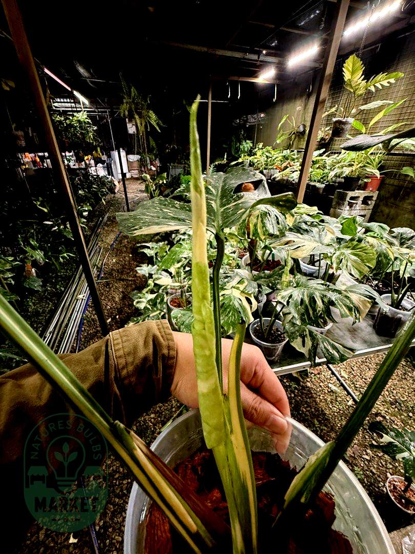 Monstera Deliciosa Thai Constellation