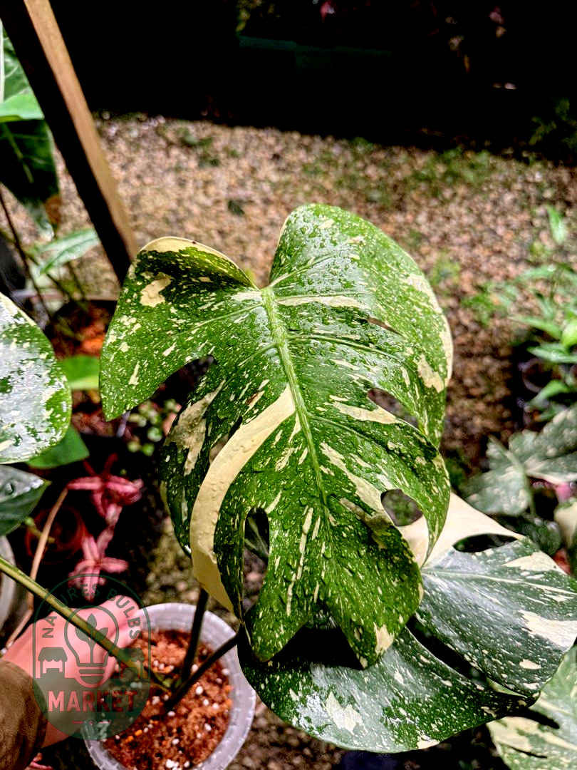 Monstera Thai Constellation Premium Select High Variegation