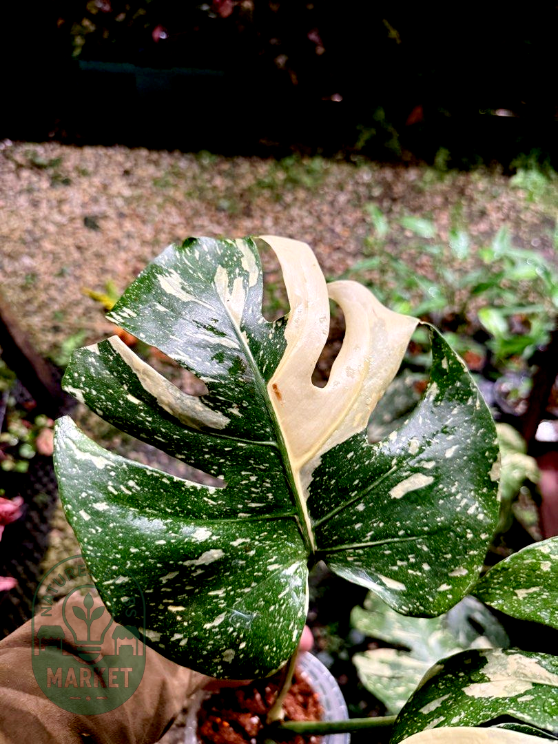 Monstera Thai Constellation Premium Select High Variegation