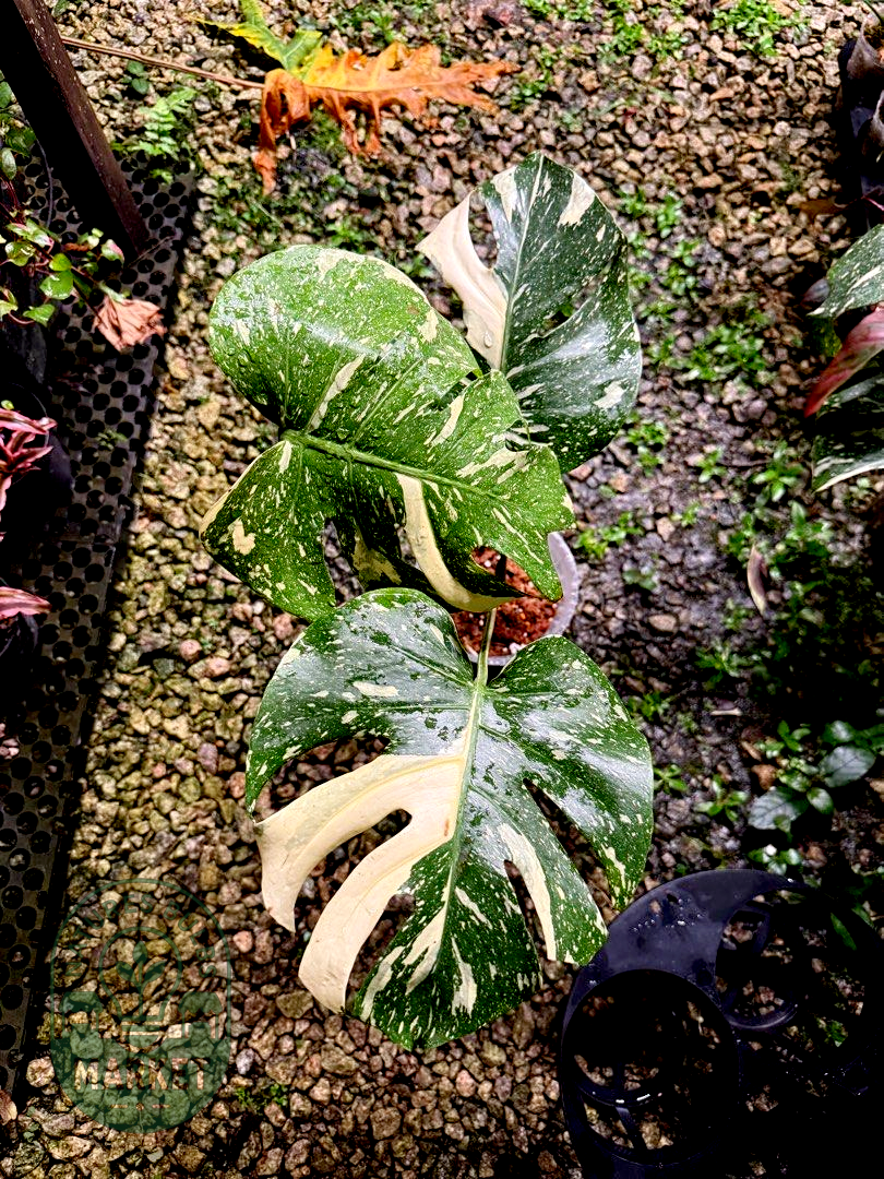 Monstera Thai Constellation Premium Select High Variegation