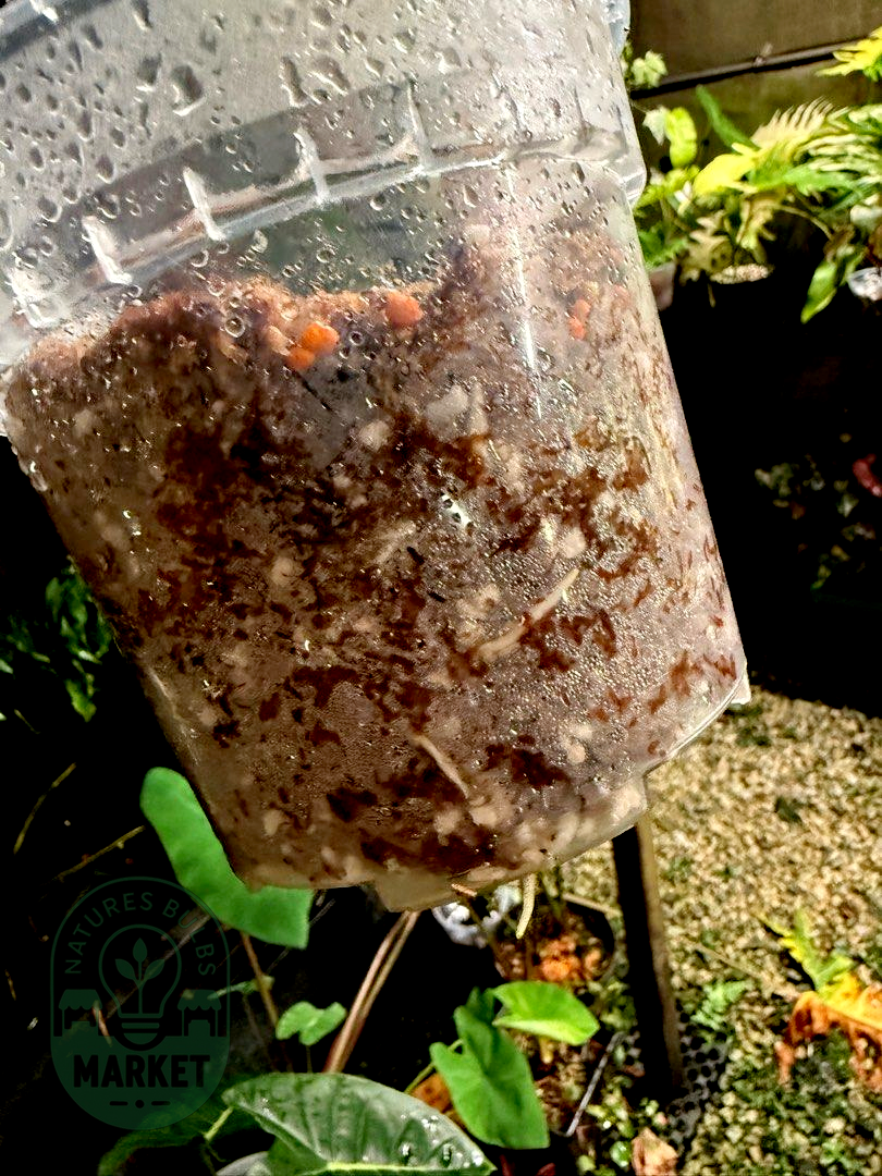 Monstera Thai Constellation Premium Select High Variegation