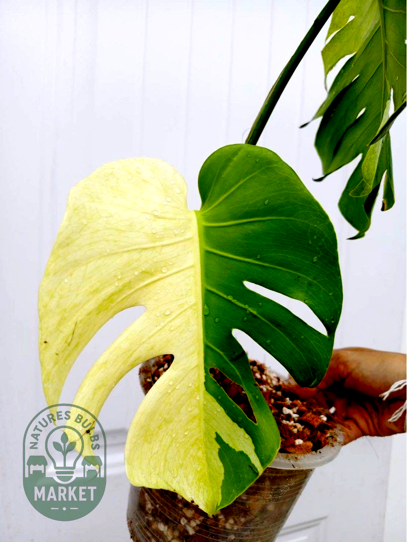 Monstera Deliciosa White Tear
