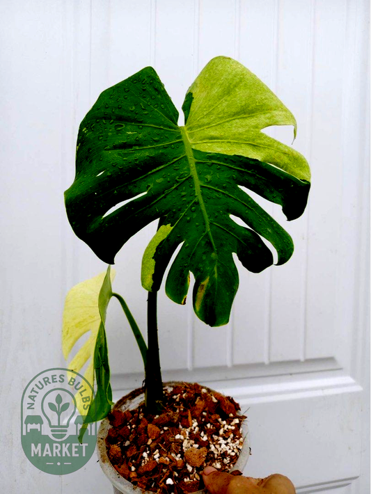 Monstera Deliciosa White Tear