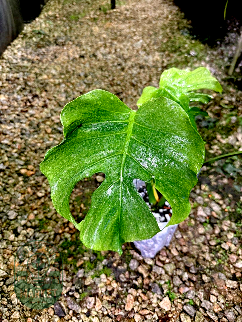 Monstera Jade Goblin