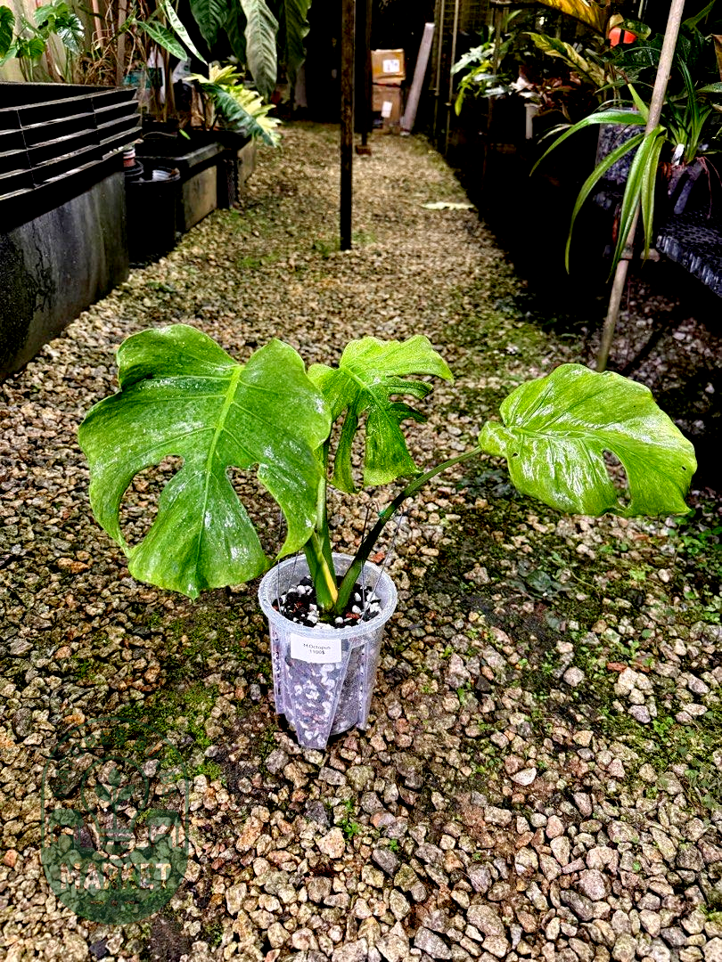 Monstera Jade Goblin