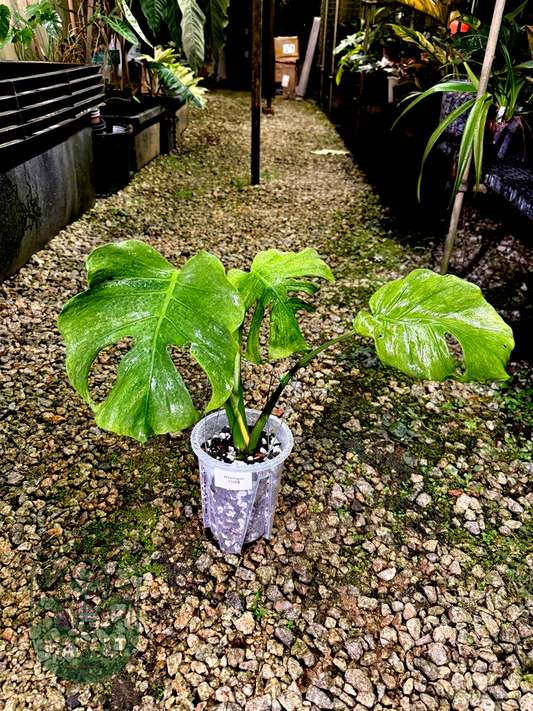 Monstera Jade Goblin