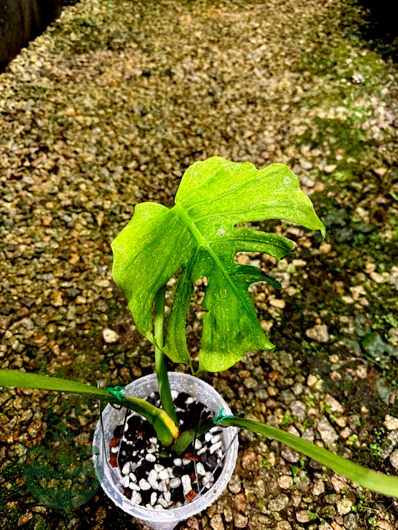 Monstera Jade Goblin