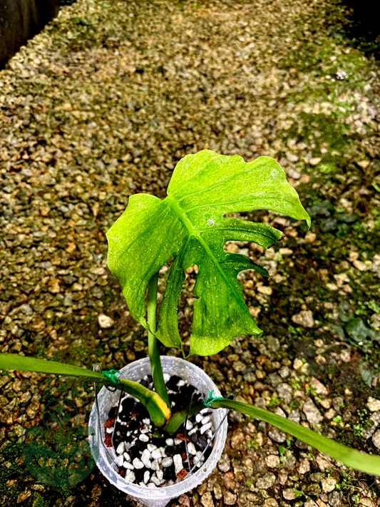 Monstera Jade Goblin