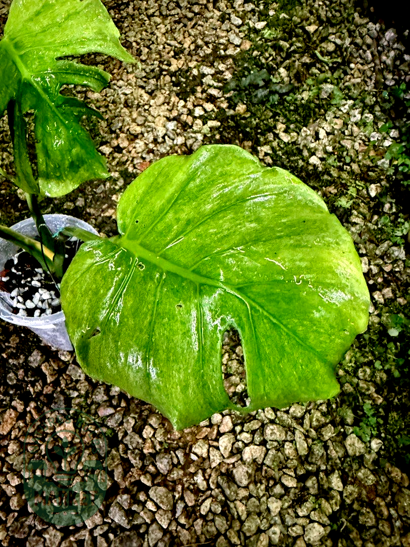 Monstera Jade Goblin