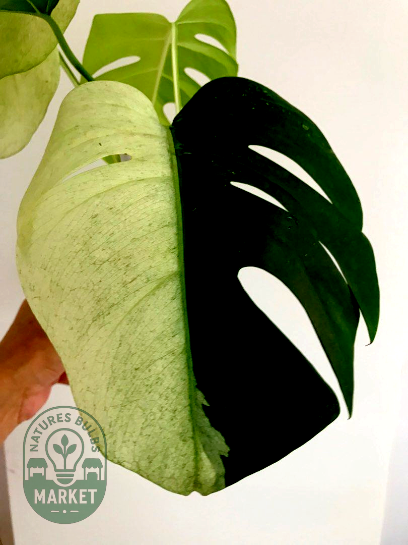 Monstera Mint Variegated