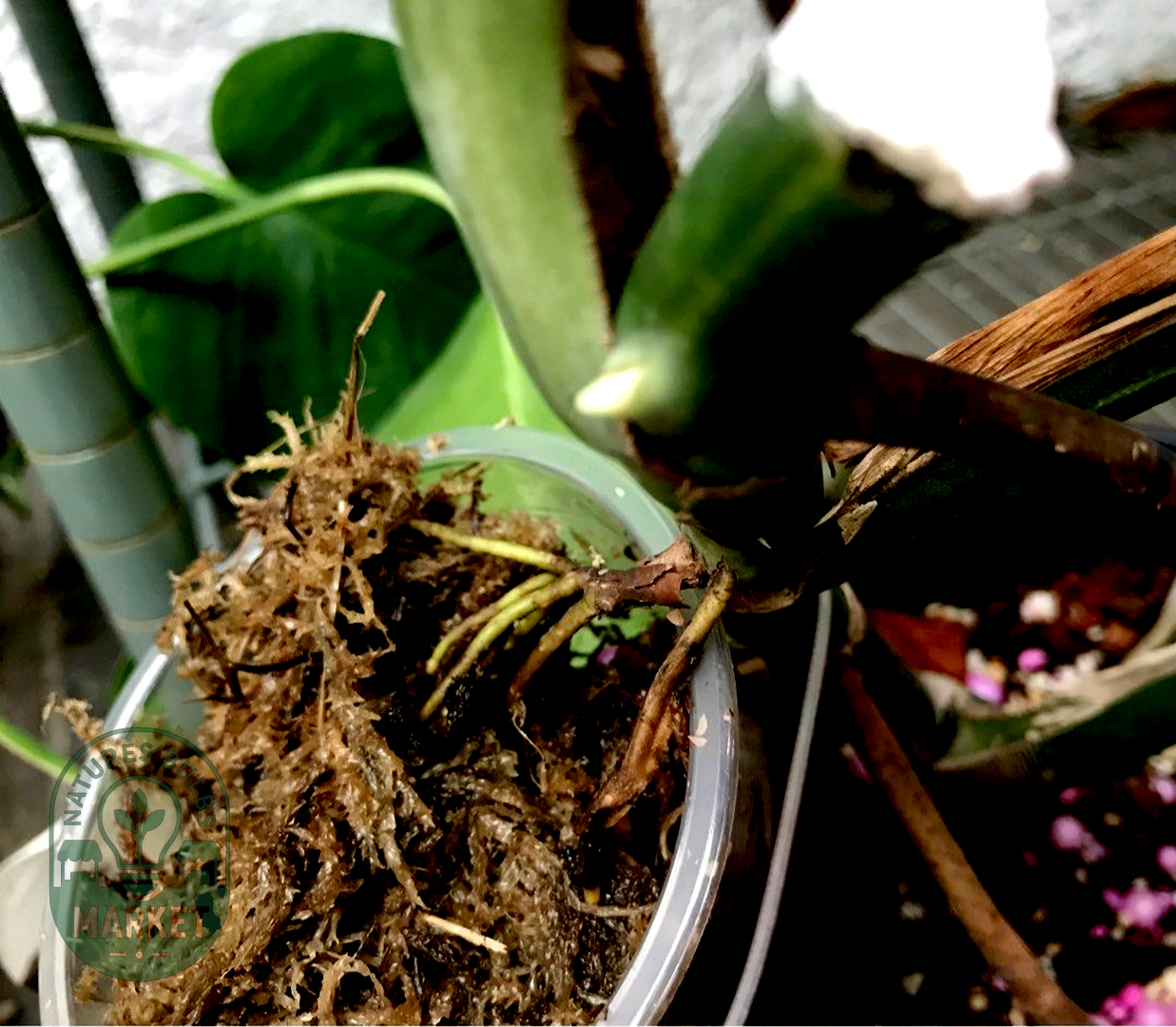 Monstera Mint Variegated