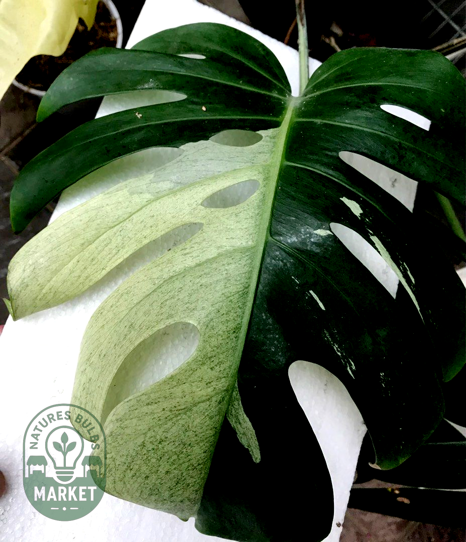 Monstera Mint Variegated
