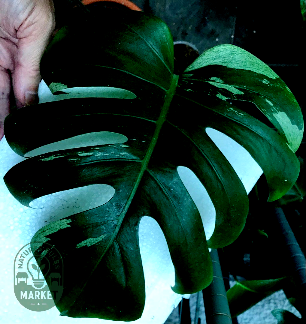 Monstera Mint Variegated