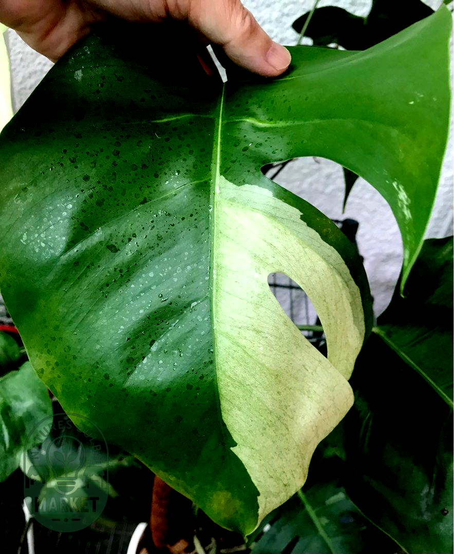 Monstera Mint Variegated