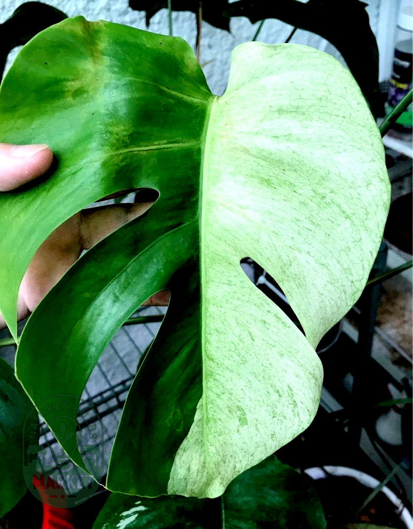 Monstera Mint Variegated