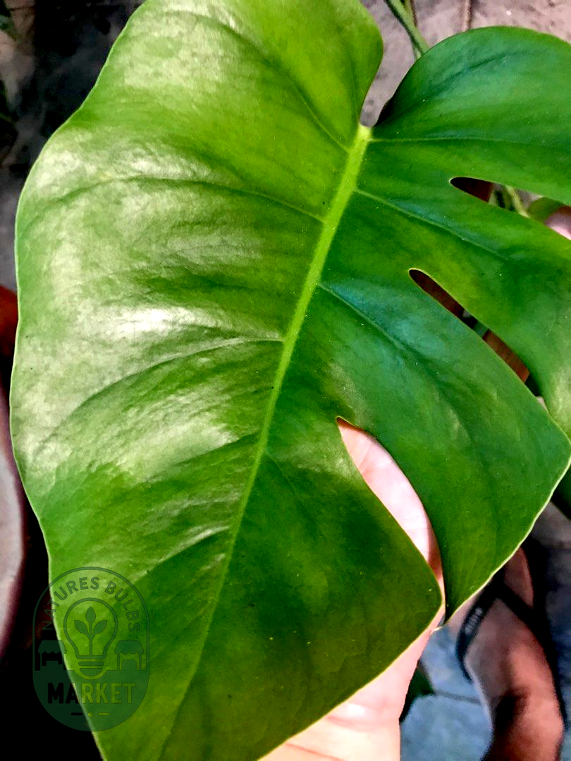 Monstera Mint Variegated