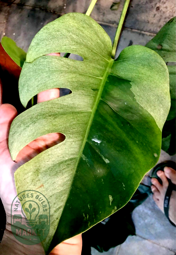 Monstera Mint Variegated