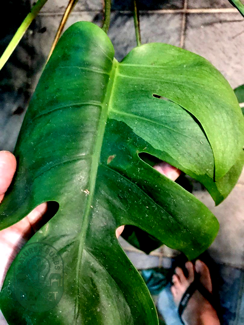 Monstera Mint Variegated