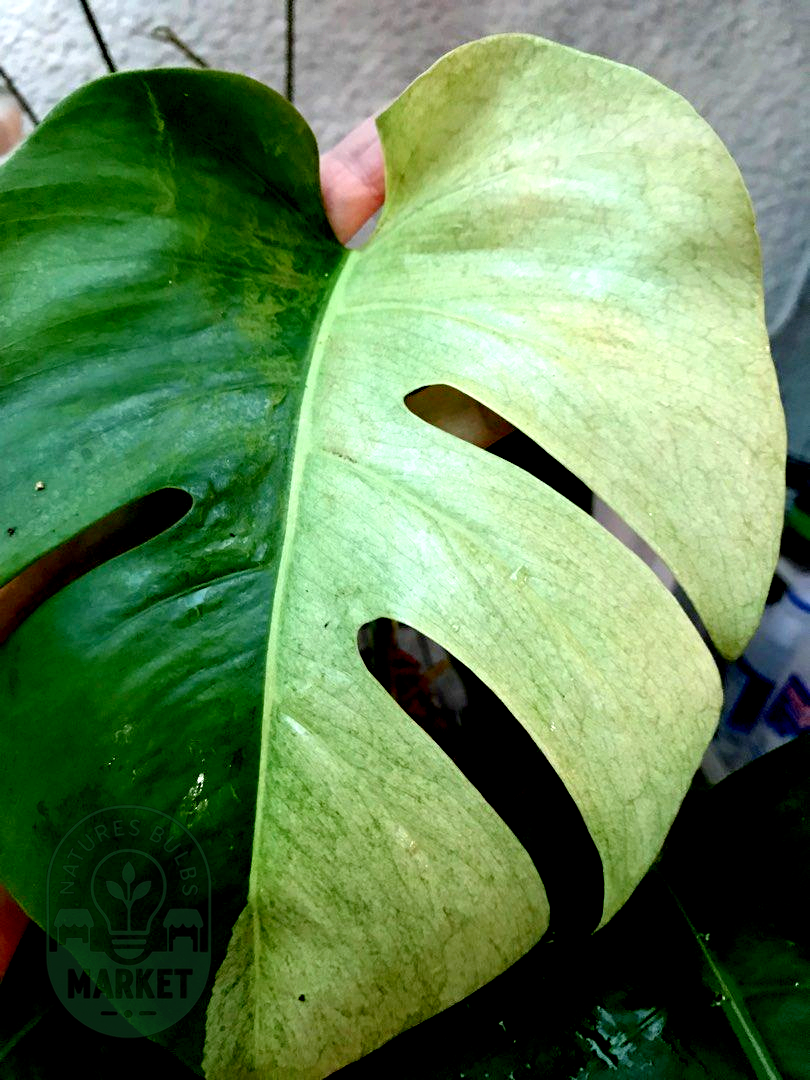 Monstera Mint Variegated