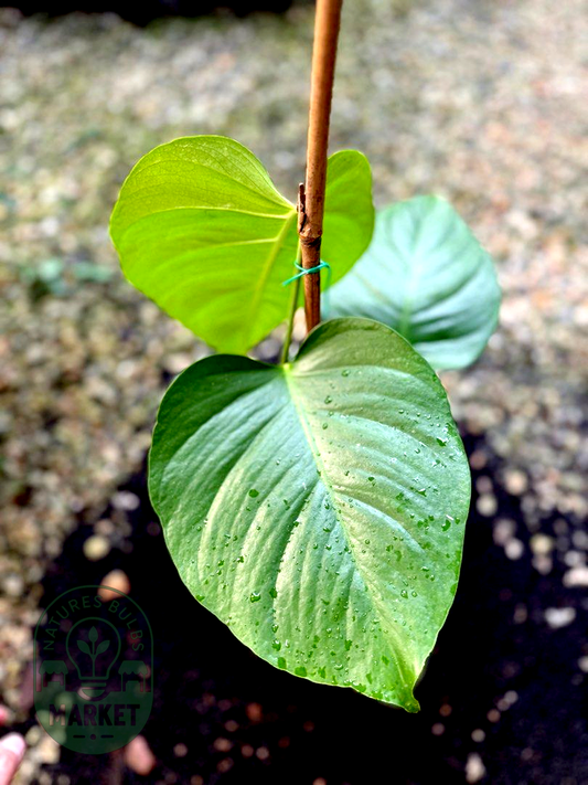 Monstera Borsigiana Sierrana